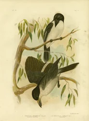 Corvo-scricciolo dal dorso argentato o uccello macellaio dal dorso argentato, 1891